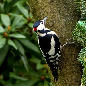 Bird watching in Poland